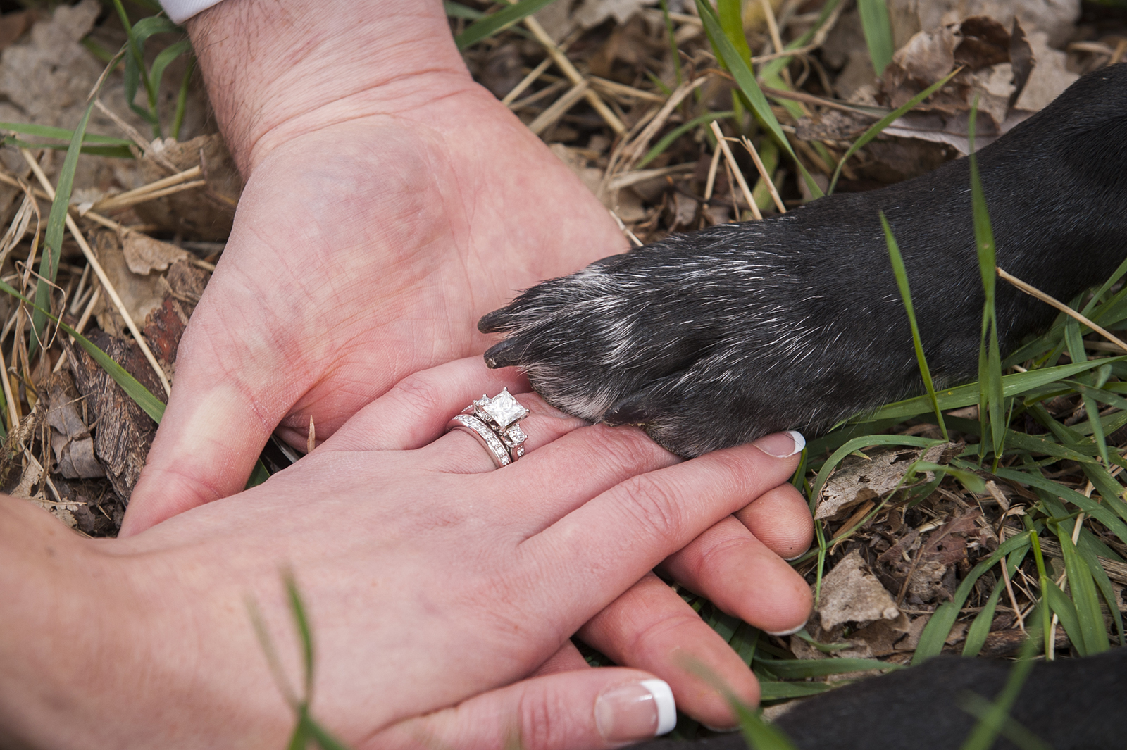 engagement - 2 hands and a paw